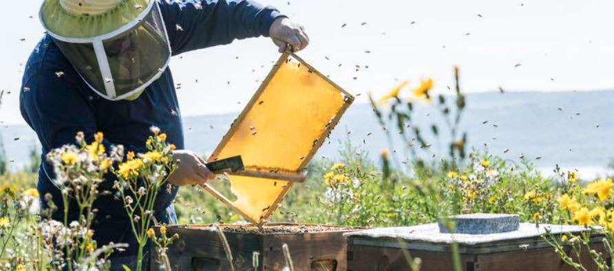 Pure Honey: Nature’s Sweet Gift